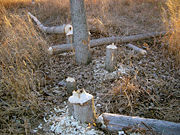 These trees, up to 250�mm (9.8�in) in diameter, felled by beavers in one night.