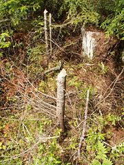 Beaver cuts high above ground are made in winter, by beavers working on top of crusted snow