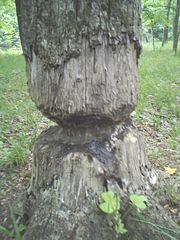 A tree abandoned by beavers, possibly too large or in a less desirable location