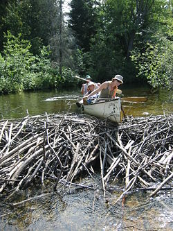 Canoeists try unsuccessfully to run a beaver dam in Algonquin Park.  The dam is about 1�m (3.3�ft) high.