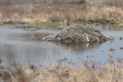 Beaver lodge, approx. 20-foot diameter. Ontario, Canada