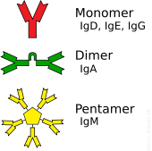 Some antibodies form complexes that bind to multiple antigen molecules.