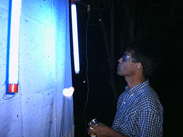 Image:Ultraviolet trap entomologist.jpg