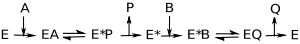 Ping–pong mechanism for an enzyme reaction. Enzyme intermediates contain substrates A and B or products P and Q.