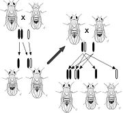 Morgan's observation of sex-linked inheritance of a mutation causing white eyes in Drosophila led him to the hypothesis that genes are located upon chromosomes.