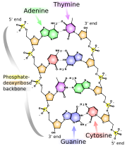 The molecular structure of DNA. Bases pair through the arrangement of hydrogen bonding between the strands.