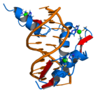 Transcription factors bind to DNA, influencing the transcription of associated genes.