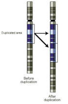 Gene duplication allows diversification by providing redundancy: one gene can mutate and lose its original function without harming the organism.