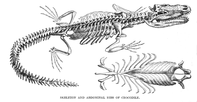 Image:Crocodilelyd5.png