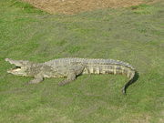 Siamese Crocodile sleeping with its mouth open to pant.