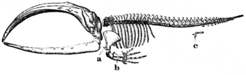 A baleen whale skeleton, a and b label flipper bones, which were adapted from front leg bones: while c indicates vestigial leg bones.