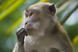 Macaca fascicularis by Andr� Ueberbach