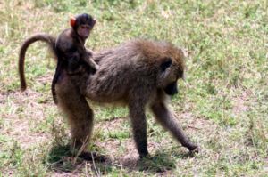 Baboon with its young. Lake Manayara National Park, Tanzania