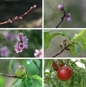 The development sequence of a typical drupe, the nectarine (Prunus persica) over a 7� month period, from bud formation in early winter to fruit ripening in midsummer (see image page for further information)