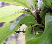 Ant tending aphids