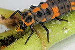 Lady beetle larva consuming an aphid