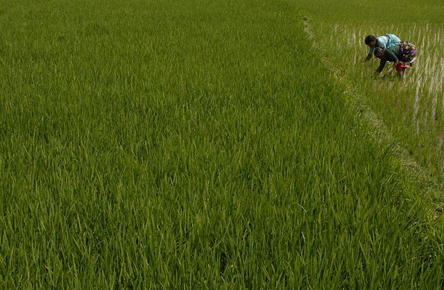 Image:FarmersIndia.jpg