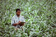 An agricultural scientist records corn growth