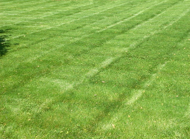 Image:StripedLawn.jpg