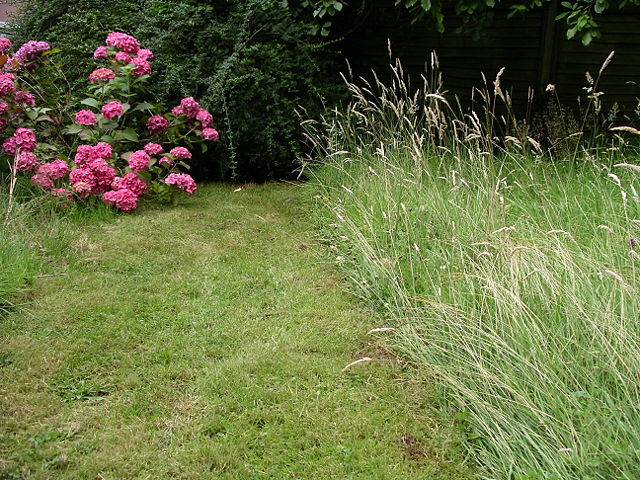 Image:Lawn 16l07.JPG