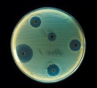 Testing the susceptibility of Staphylococcus aureus to antibiotics by the Kirby-Bauer disk diffusion method. Antibiotics diffuse out from antibiotic-containing disks and inhibit growth of S. aureus resulting in a zone of inhibition.