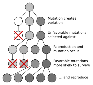 Natural selection of a population for dark coloration.