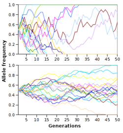 Simulation of genetic drift of 20 unlinked alleles in populations of 10 (top) and 100 (bottom). Drift to fixation is more rapid in the smaller population.