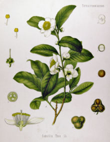 Tea plant (Camellia sinensis) from K�hler's Medicinal Plants.