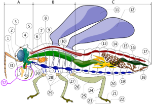 Insect anatomy  A- Head � B- Thorax � C- Abdomen      1. antenna    2. ocelli (lower)    3. ocelli (upper)    4. compound eye    5. brain (cerebral ganglia)    6. prothorax    7. dorsal blood vessel    8. tracheal tubes (trunk with spiracle)    9. mesothorax   10. metathorax   11. forewing   12. hindwing   13. mid-gut (stomach)   14. dorsal blood vessel ("aorta")   15. ovary   16. hind-gut (intestine, rectum & anus)   17. anus   18. oviduct   19. nerve chord (abdominal ganglia)   20. Malpighian tubes   21. tarsal pads   22. claws   23. tarsus   24. tibia   25. femur   26. trochanter   27. fore-gut (crop, gizzard)   28. thoracic ganglion   29. coxa   30. salivary gland   31. subesophageal ganglion   32. mouthparts 