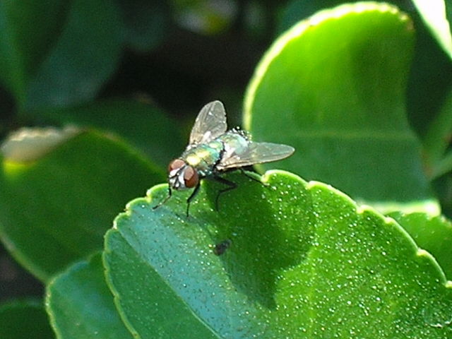 Image:Bottle-fly.JPG