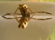 The backswimmer Notonecta glauca underwater, showing the paddle like hindleg adaptation