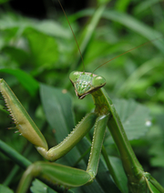 A Chinese Mantis.