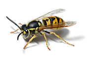 A Yellowjacket wasp.