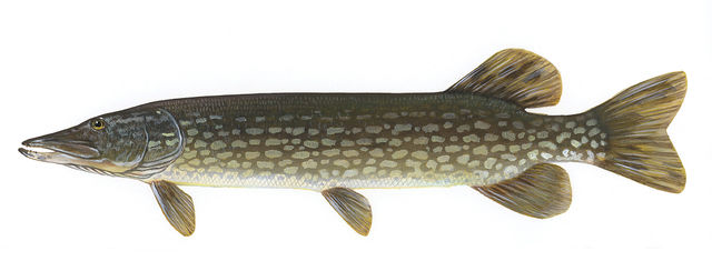 Image:Esox lucius1.jpg