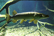 Pike, Haus des Meeres (public aquarium), Vienna