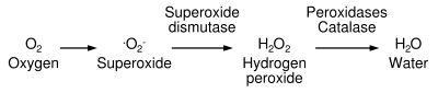 Enzymatic pathway for detoxification of reactive oxygen species.