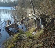 Part of the Blue Lagoon