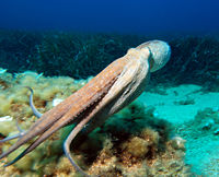 Octopus swimming