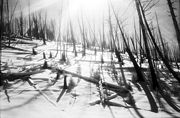 Fire damage to trees giving way to new growth in Yellowstone