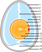 Schematic of a chicken egg: 1. Eggshell 2. Outer membrane 3. Inner membrane 4. Chalaza 5. Exterior albumen 6. Middle albumen 7. Vitelline membrane 8. Nucleus of pander 9. Germinal disk  10. Yellow yolk 11. White yolk 12. Internal albumen 13. Chalaza 14. Air cell 15. Cuticula