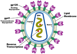 Diagram of HIV