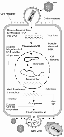 Image:HIV gross cycle only.png