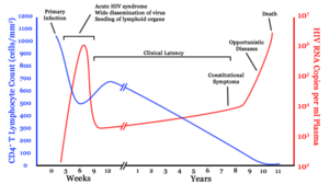 A generalized graph of the relationship between HIV copies (viral load) and CD4 counts over the average course of untreated HIV infection; any particular individual's disease course may vary considerably. �������������������� CD4+ T cell count (cells per �L) �������������������� HIV RNA copies per�mL of plasma