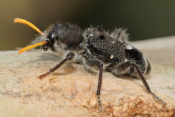 Trogodendron fasciculatum, a clerid beetle with bright yellow antennae