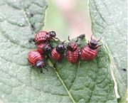 Colorado potato beetle (Leptinotarsa decemlineata) larvae