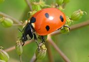 Coccinella septempunctata, a beneficial beetle