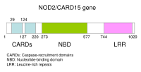 Schematic of NOD2 CARD15 gene, which is associated with certain disease patterns in Crohn's disease