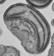 Ostreococcus is the smallest known free living eukaryote with an average size of 0.8 �m.