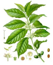 Illustration of Coffea arabica plant and seeds