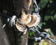 Fungi on a fence post near Oros�, Costa Rica.